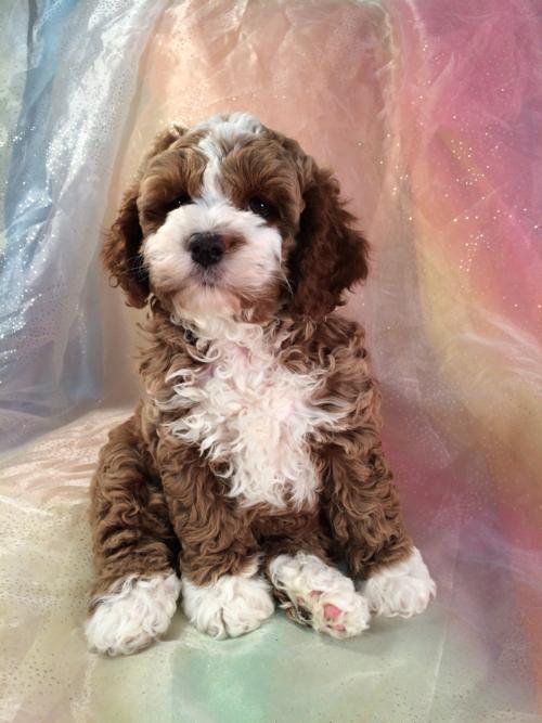 Female Parti colored Cockapoo Puppy for sale.  Ready Now!
